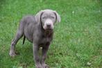 Labrador pups, silver en charcoal, België, CDV (hondenziekte), 8 tot 15 weken, Labrador retriever