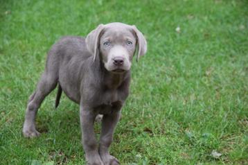 Labrador pups, silver en charcoal