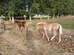 Halinger veulen, Dieren en Toebehoren, Merrie, Minder dan 160 cm, 0 tot 2 jaar, Gechipt