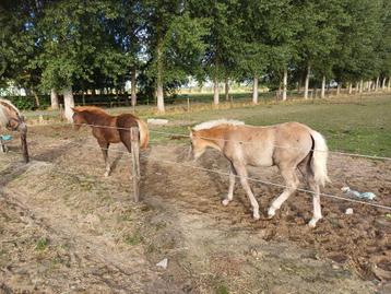 Halinger veulen beschikbaar voor biedingen