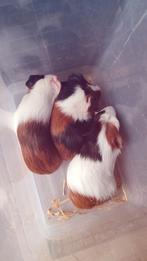 Cavia ’s, Dieren en Toebehoren, November, Meerdere dieren, Cavia