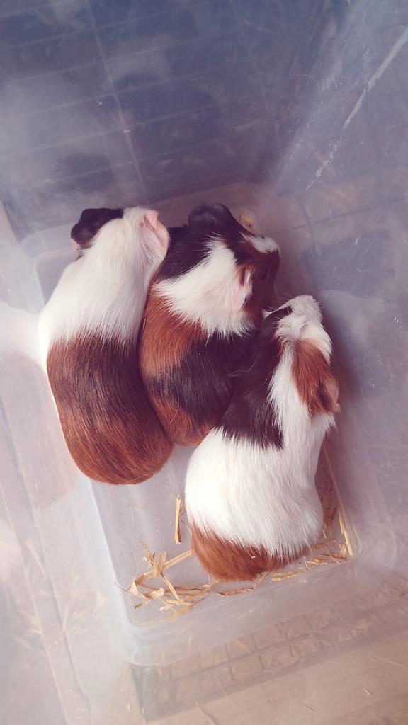 Cavia ’s, Dieren en Toebehoren, Knaagdieren, Meerdere dieren, Cavia, November