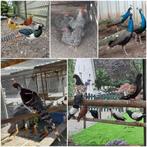 Fazanten-Pauwen-Kippen-Eenden-Ganzen-Hoenders-Duiven,zie adv, Dieren en Toebehoren, Overige soorten, Meerdere dieren