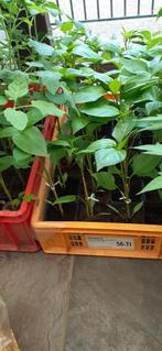 tomaten / paprika / komkommer planten, Jardin & Terrasse, Plantes | Jardin, Annuelle, Enlèvement, Plantes potagères