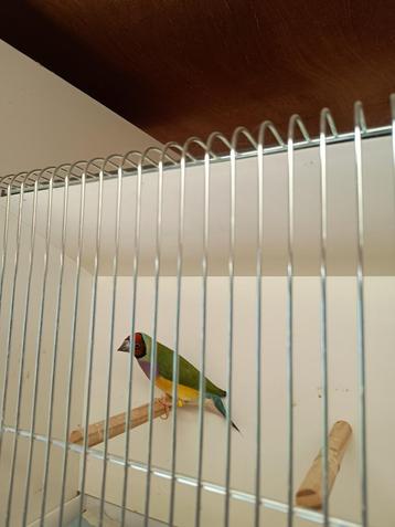 2 gouldamandine poppen, Dieren en Toebehoren, Vogels | Overige Vogels, Vrouwelijk, Tropenvogel, Tam