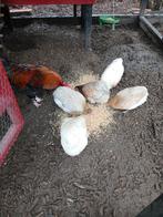 Araucana groenleggers, Dieren en Toebehoren, Pluimvee