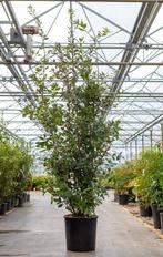 STEENEIK - haagplant en massief plant voor tuin, Ophalen