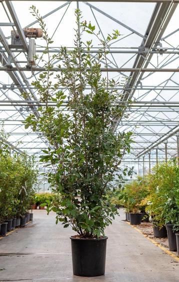 STEENEIK - haagplant en massief plant voor tuin beschikbaar voor biedingen
