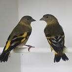 ZOEK:Zwartkopsijs pop, Dieren en Toebehoren, Vogels | Overige Vogels, Vrouwelijk, Tropenvogel, Geringd