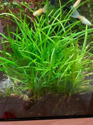 Aquariumplant Saggitaria subulata beschikbaar voor biedingen