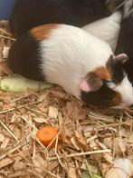 Jonge caviaatjes, Cavia, Mei, Meerdere dieren, Tam