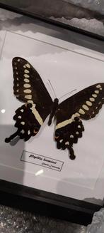 Cadre papillon cabinet de curiosités, Collections, Collections Animaux, Insecte, Animal empaillé, Enlèvement ou Envoi, Neuf