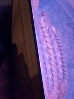 Zeldzame Polypterus Ansorgii (Guineese Kwastsnoek), Elektronische apparatuur, Zonnebanken en Gezichtsbruiners, Ophalen