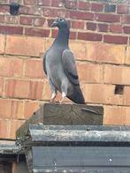 Kleurpostduiven, Dieren en Toebehoren, Vogels | Duiven