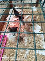 Ik verkoop kleine hanen, Dieren en Toebehoren, Mannelijk