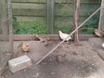 Japanse kwartels te koop net aan de leg, Dieren en Toebehoren, Meerdere dieren, Overige soorten