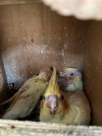 JONGE GRAS EN VALKJES WILDKLEUR- LUTINO IN OF UIT NEST, Meerdere dieren, Parkiet