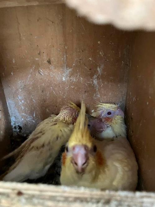 JONGE GRAS EN VALKJES WILDKLEUR- LUTINO IN OF UIT NEST, Dieren en Toebehoren, Vogels | Parkieten en Papegaaien, Parkiet, Meerdere dieren