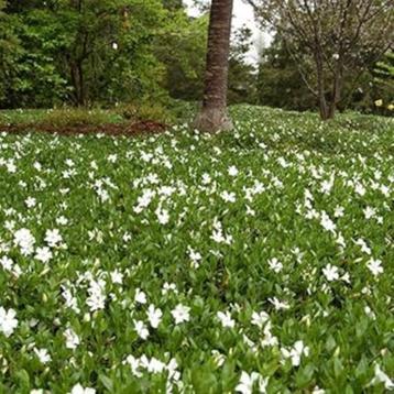  Vinca minor Alba (Witte Vinca) beschikbaar voor biedingen