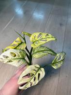 Monstera Adansonii Swedish Ghost, Huis en Inrichting, Kamerplanten, Ophalen of Verzenden