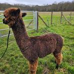 Alpaca's halstermak