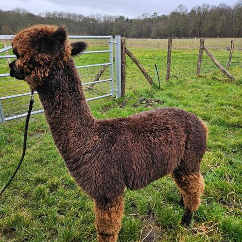 Alpaca's halstermak, Dieren en Toebehoren, Schapen, Geiten en Varkens
