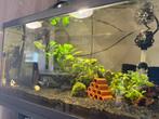 Garnalenaquarium 60 liter met accessoires, Dieren en Toebehoren, Vissen | Aquaria en Toebehoren, Ophalen, Gebruikt, Leeg aquarium