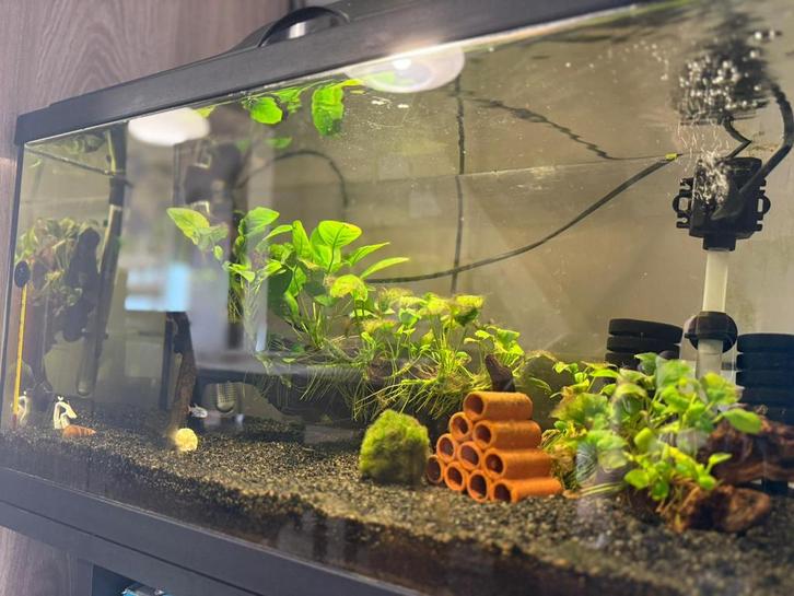 Neocardinia garnalen aquarium 60 liter met accessoires, Dieren en Toebehoren, Vissen | Aquaria en Toebehoren, Gebruikt, Leeg aquarium