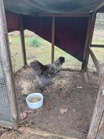 Coq gratuit, Animaux & Accessoires, Volatiles | Accessoires, Enlèvement