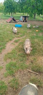 Mini varkens gottinger