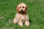 Cavapoo pups te koop, Dieren en Toebehoren, 15 weken tot 1 jaar, Buitenland, CDV (hondenziekte), Meerdere
