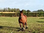 Merrie Belgisch trekpaard, Dieren en Toebehoren, Paarden, Merrie, Niet van toepassing, Gechipt, 3 tot 6 jaar