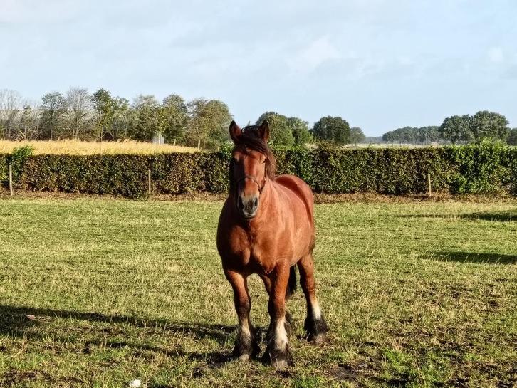 Merrie Belgisch trekpaard, Dieren en Toebehoren, Paarden, Merrie, Niet van toepassing, 3 tot 6 jaar, Met stamboom, Gechipt, Ontwormd