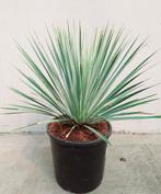 Yucca rostrata - Palmlelie, Tuin en Terras, Planten | Tuinplanten, Ophalen of Verzenden