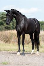 Draagmerrie/fokmerrie/projectpaard te koop, Dieren en Toebehoren, Merrie, Dressuurpaard, 7 tot 10 jaar, 165 tot 170 cm
