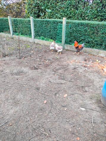 Wyan dot trio beschikbaar voor biedingen