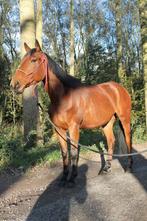 Wandelpaard/recreatiepaard, Gechipt, Ruin, Zadelmak, 7 tot 10 jaar