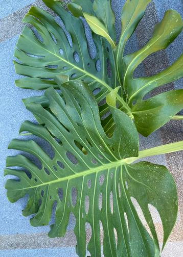 Monstera Deliciosa mint kopstek beschikbaar voor biedingen