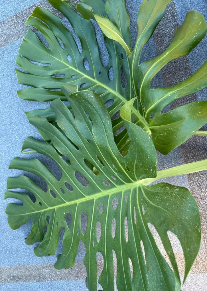 Monstera Deliciosa mint kopstek, Huis en Inrichting, Kamerplanten, Ophalen