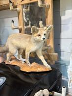 Vos taxidermie, Ophalen of Verzenden