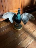 Opgezette zwarte fazant, Verzamelen, Ophalen, Zo goed als nieuw, Vogel, Opgezet dier