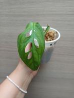 Monstera esqueleto, Huis en Inrichting, Kamerplanten, Ophalen of Verzenden