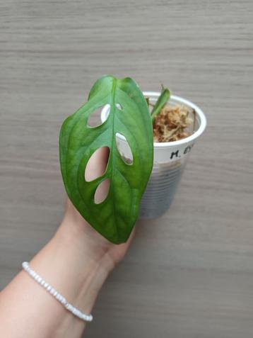 Monstera esqueleto  beschikbaar voor biedingen