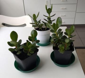 Crassula ovata - Jadeplant (kamerplant)