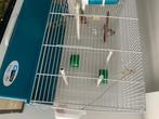 Couples Mandarin avec cage, Dieren en Toebehoren