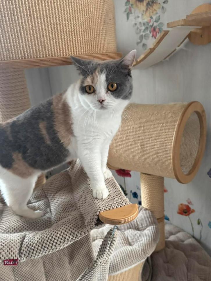 Brits korthaar, Dieren en Toebehoren, Katten en Kittens | Raskatten | Langhaar, Poes