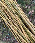 Bamboe stokken verschillende lengtes - tot 3m, Tuin en Terras, Ophalen