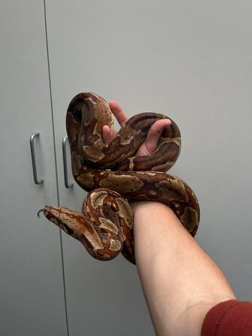 0.1 salmon hypo Boa constrictor imperator, Serpent, Domestique, 3 à 6 ans