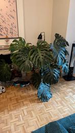 Prachtige Monstera te koop, Huis en Inrichting, Kamerplanten, Ophalen
