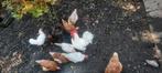 Legkippen witte en bruine regio maasmechelen, Dieren en Toebehoren, Vrouwelijk, Kip